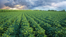 Lidl will purchase enough Roundtable for Responsible Soy (RTRS) credits to cover its entire supply chain